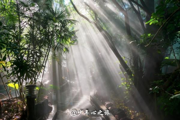 逃离蜥蜴森林